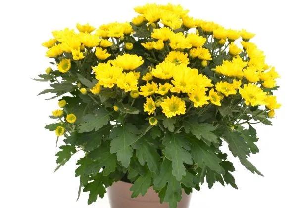 Blooming Indoor Plants for Sale in Minnesota at Bachman's