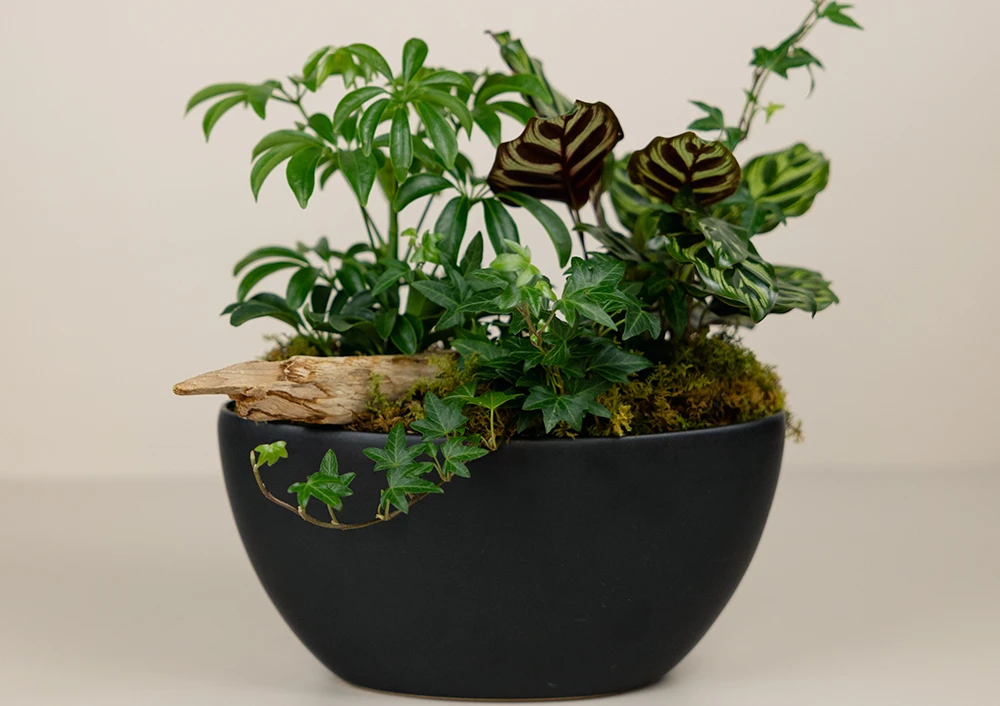 Shop Handcrafted Dish Gardens | Bachman's Minneapolis