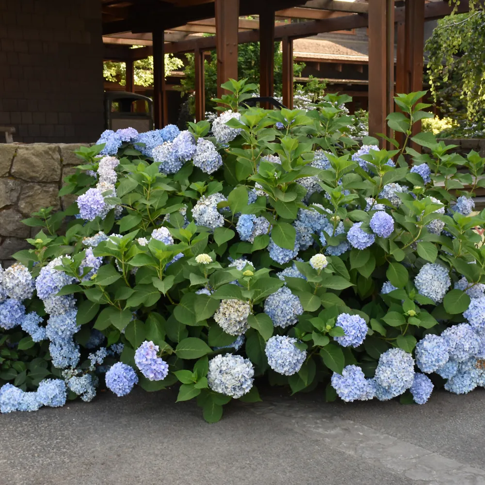Shop Shrubs For Your Landscape | Bachman's Minneapolis