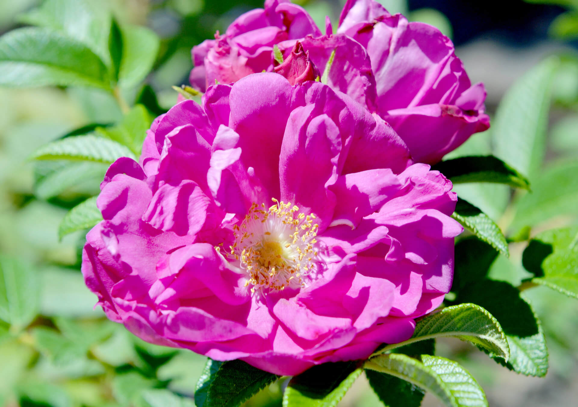 Garden Roses for Sale and Delivery in Minnesota from Bachman's