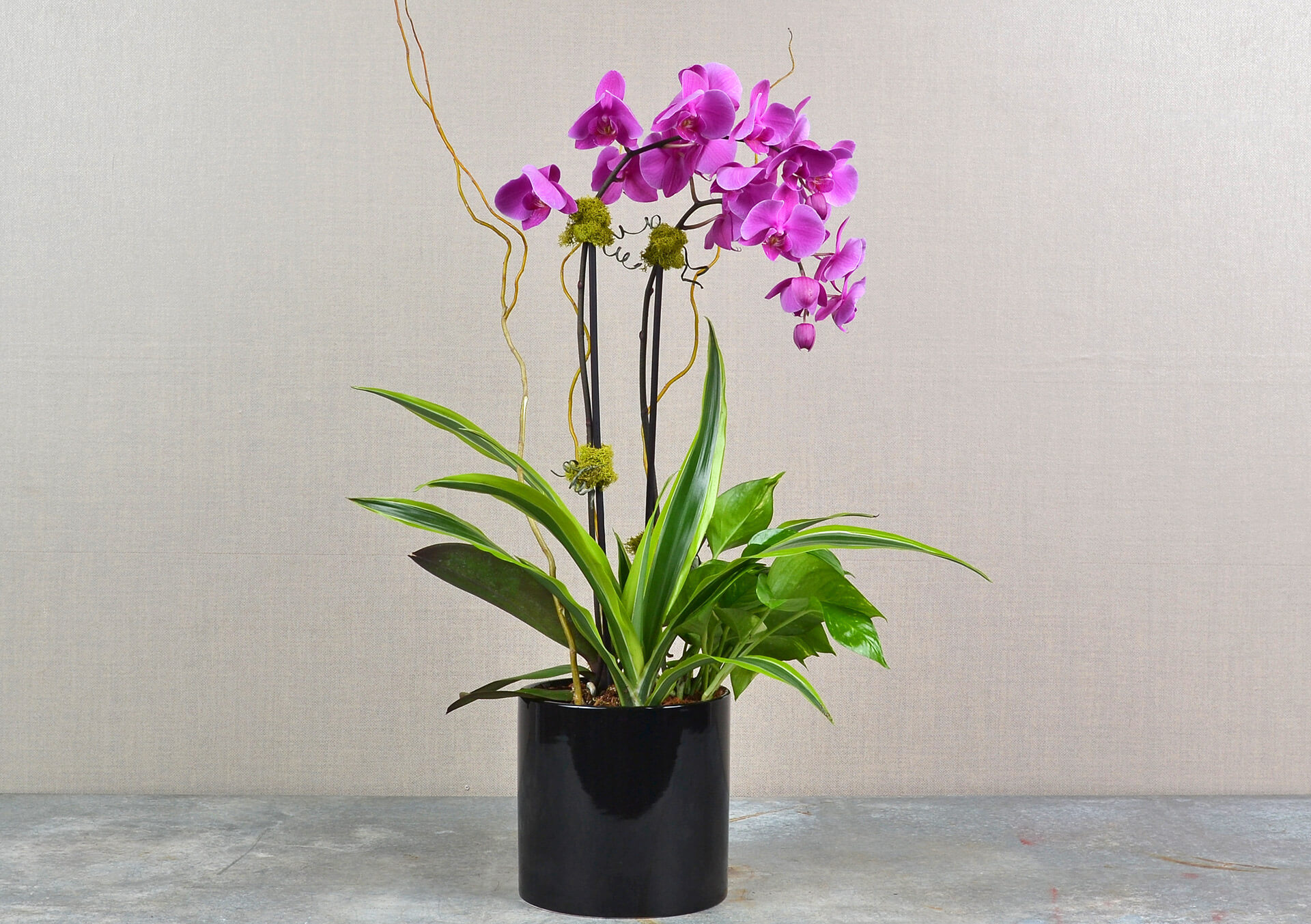 Orchid Plants for Delivery | Minneapolis, Minnesota