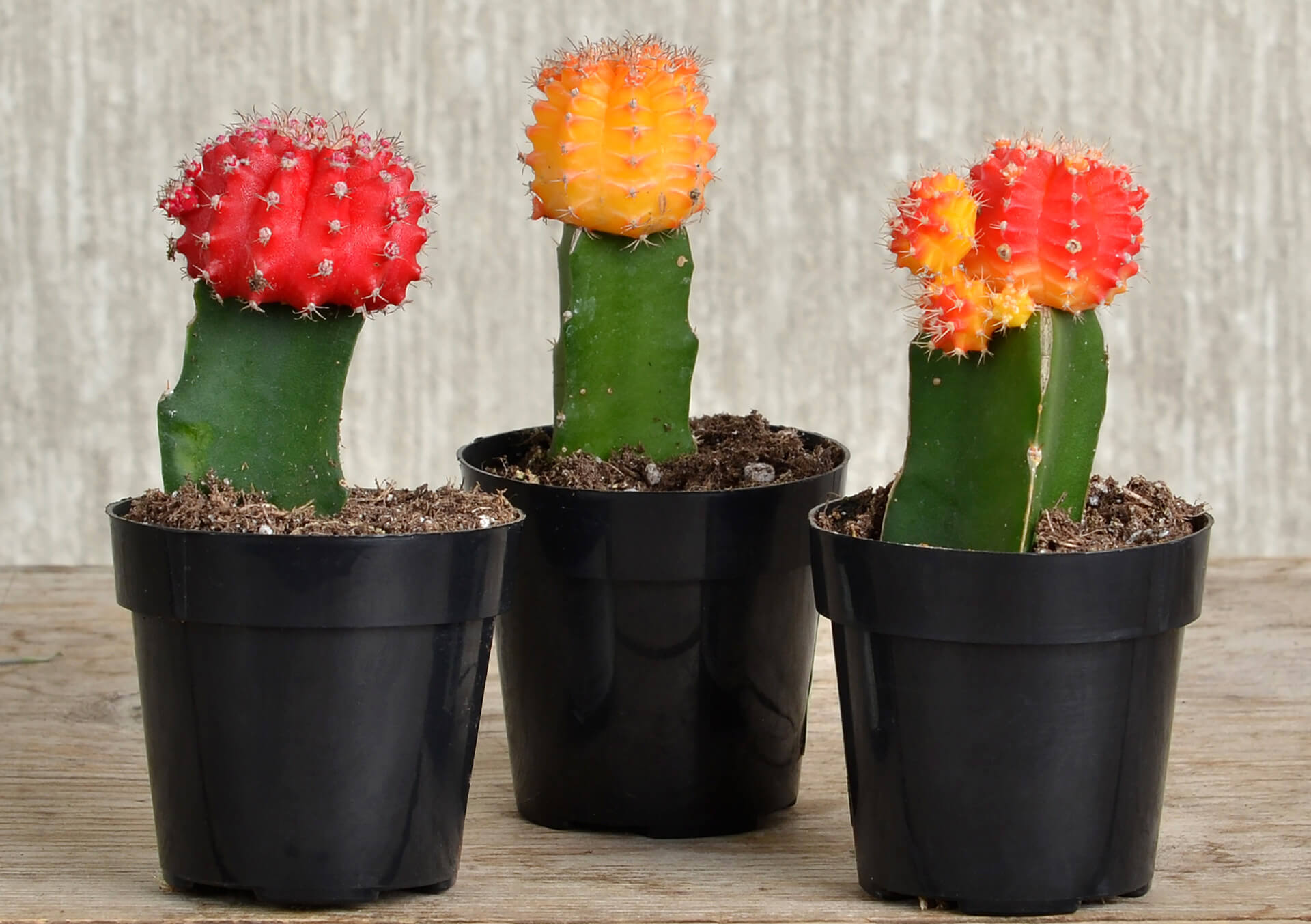 Grafted Moon Cactus, Set of 3