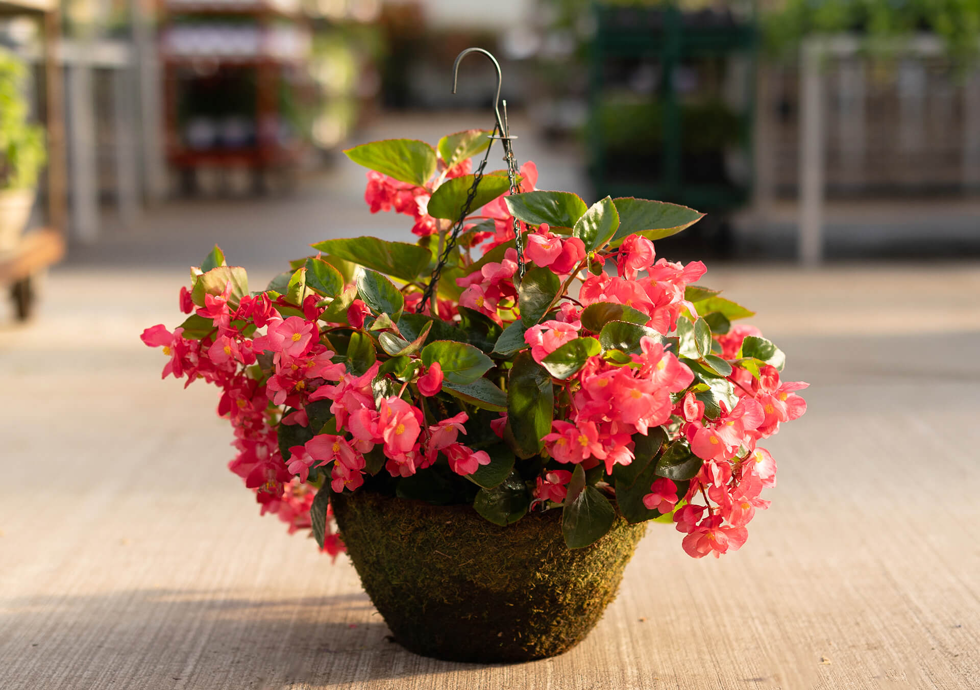 Shop Hanging Baskets of Annuals | Bachman's
