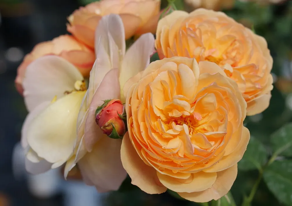 Hanneman Roses Garden Roses for Sale and Delivery in Minnesota from Bachman's