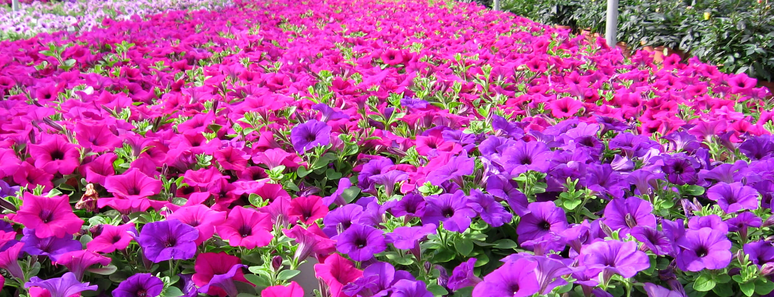 Bachman S Garden Center Minneapolis Florist Flower Plant