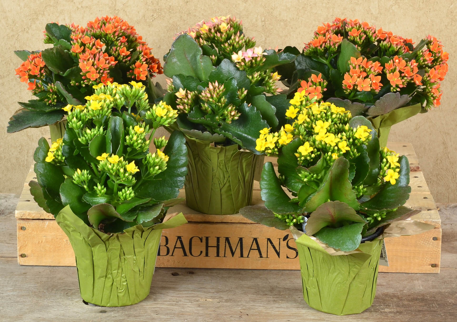 Shop Blooming Plants For Indoors | Bachman's