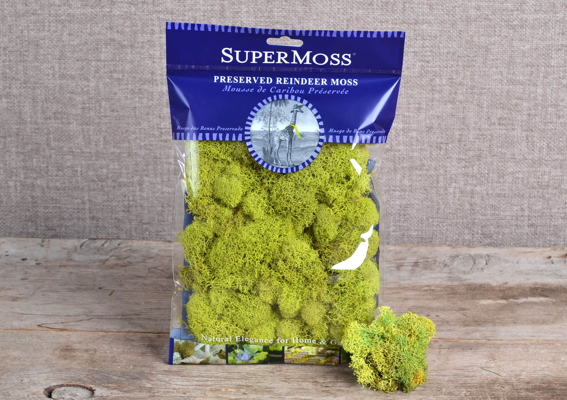 Reindeer Moss