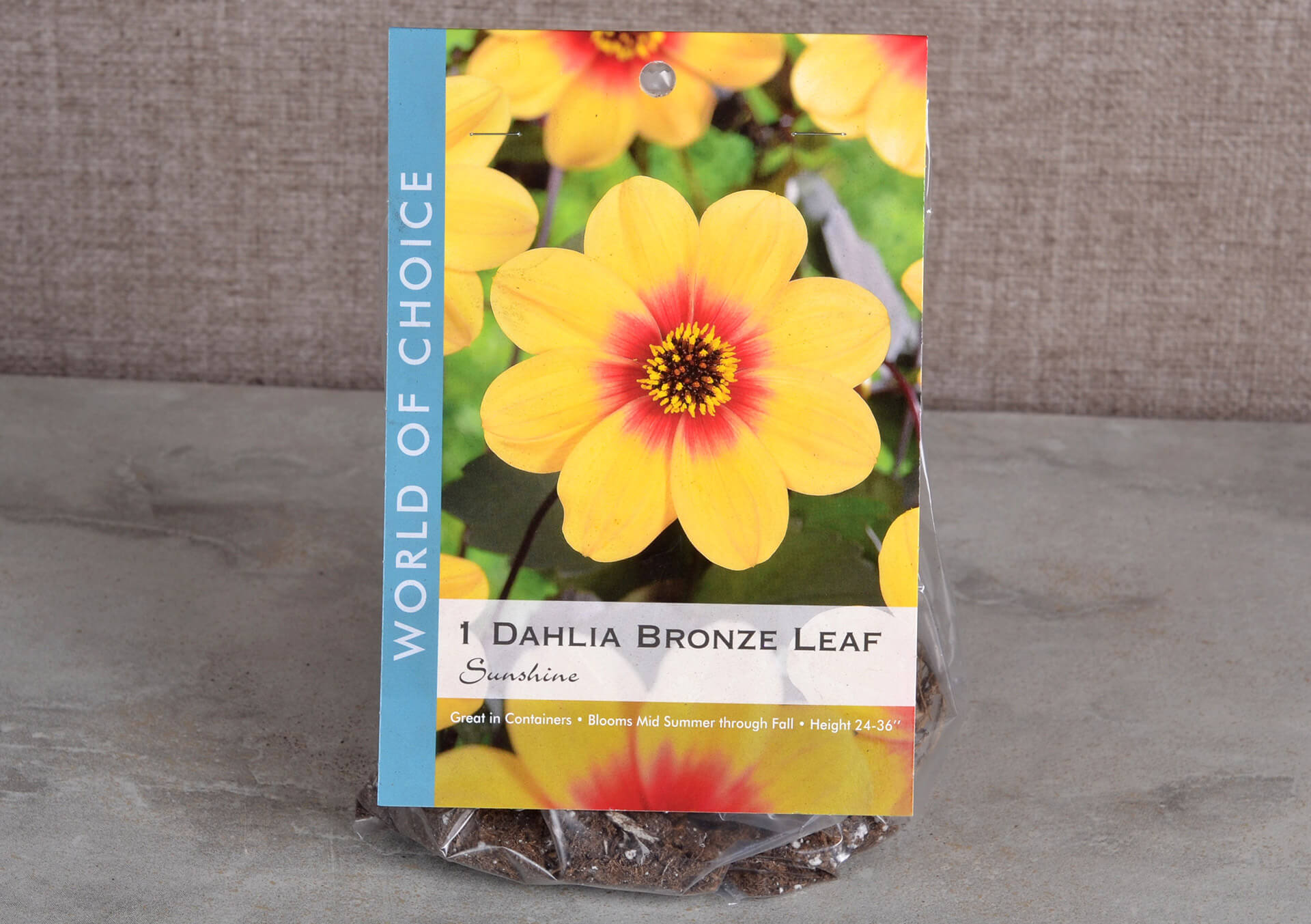 Sunshine Bronze Leaf Dahlia Bulb Clump - Orange & Yellow! - Top Size