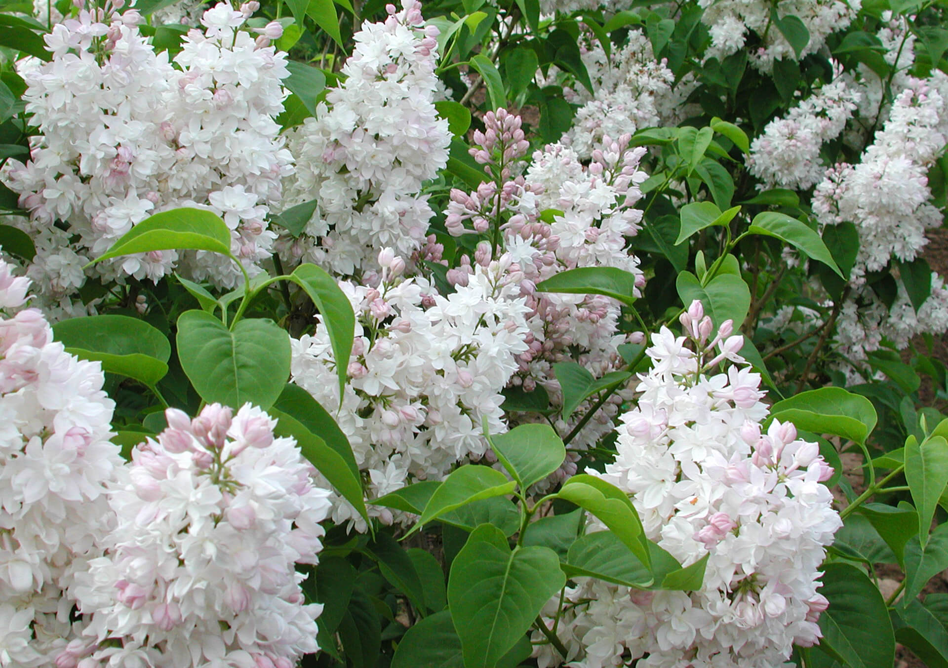 Cutting Garden | Bachman's