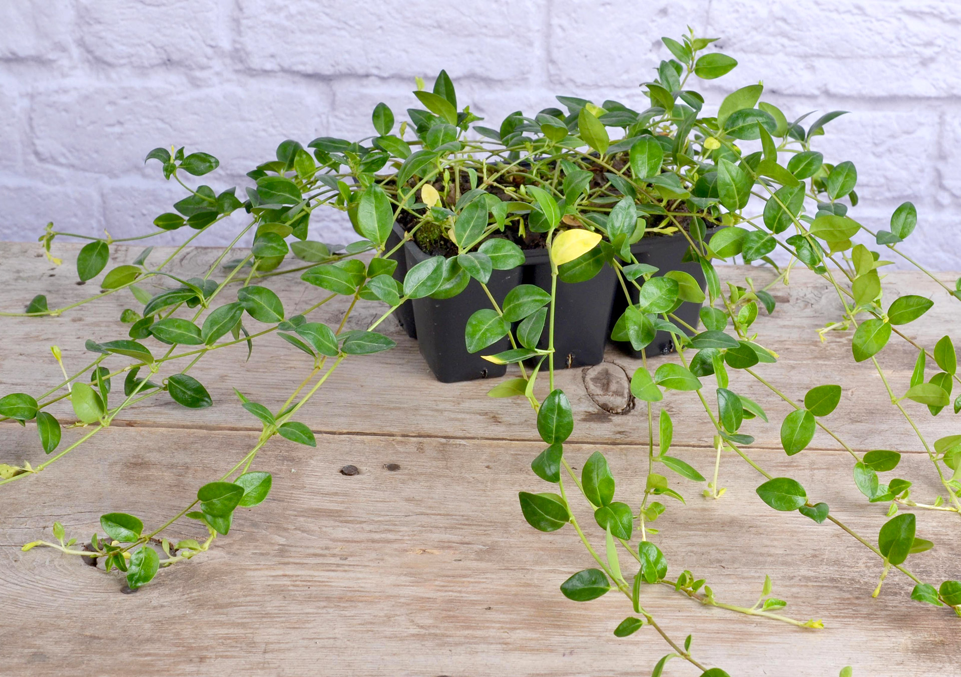 Vinca 'Bowles' 6 pack | Shop Perennial Groundcovers | Bachman's