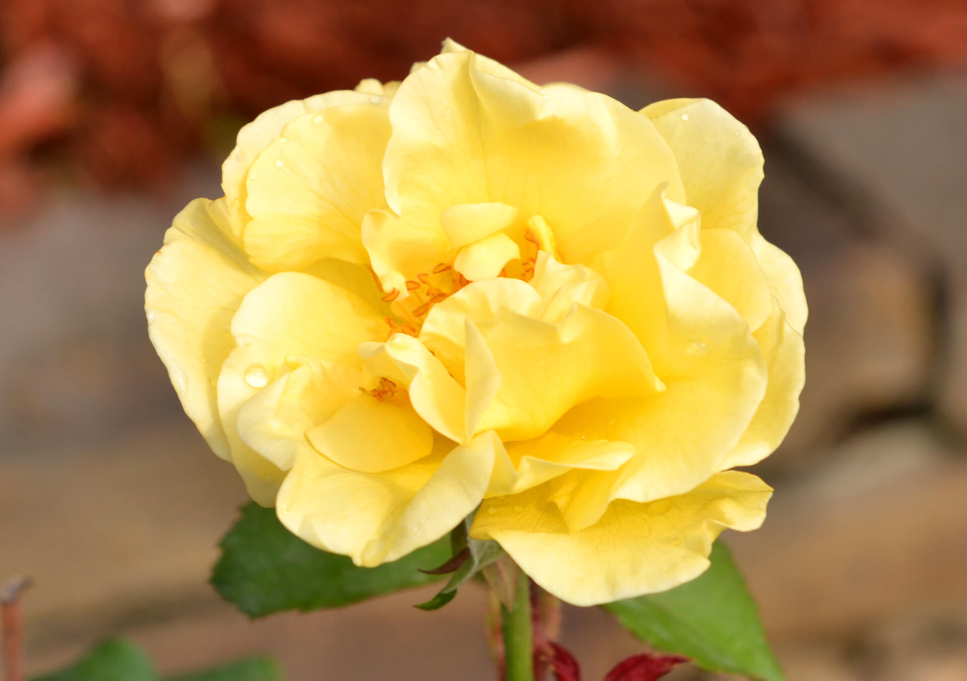 Garden Roses for Sale and Delivery in Minnesota from Bachman's