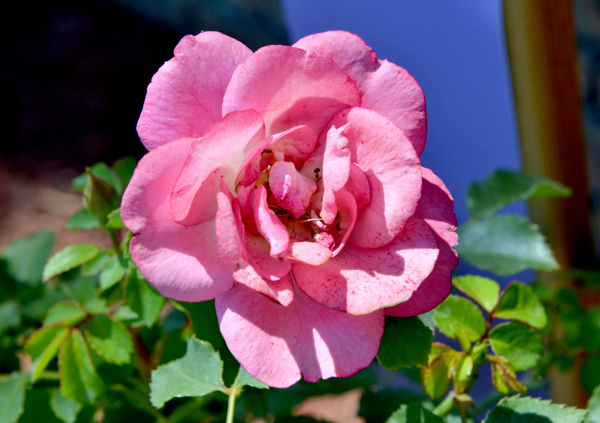 Garden Roses for Sale and Delivery in Minnesota from Bachman's