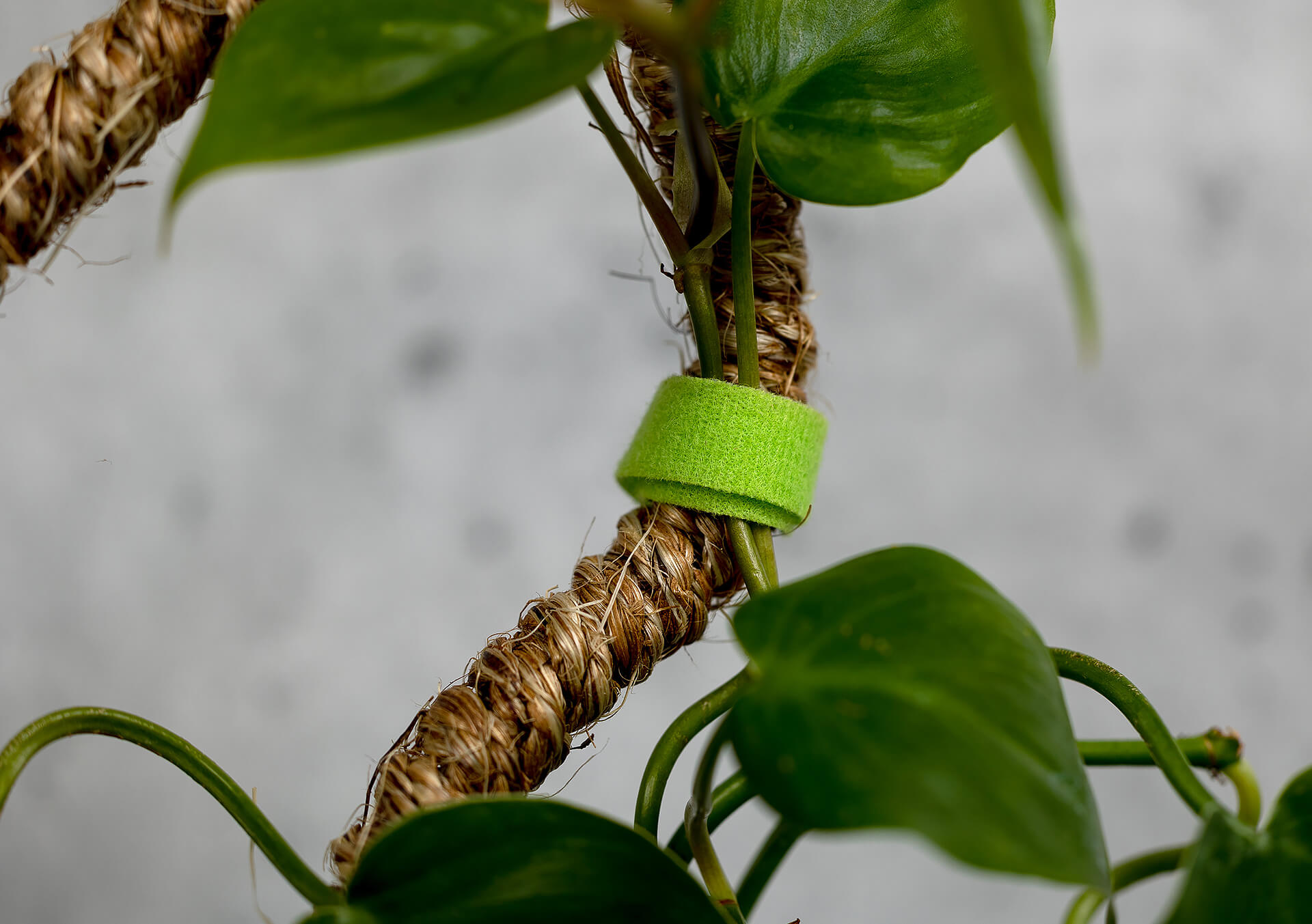 Shop Plant Supports And Accessories | Bachman's