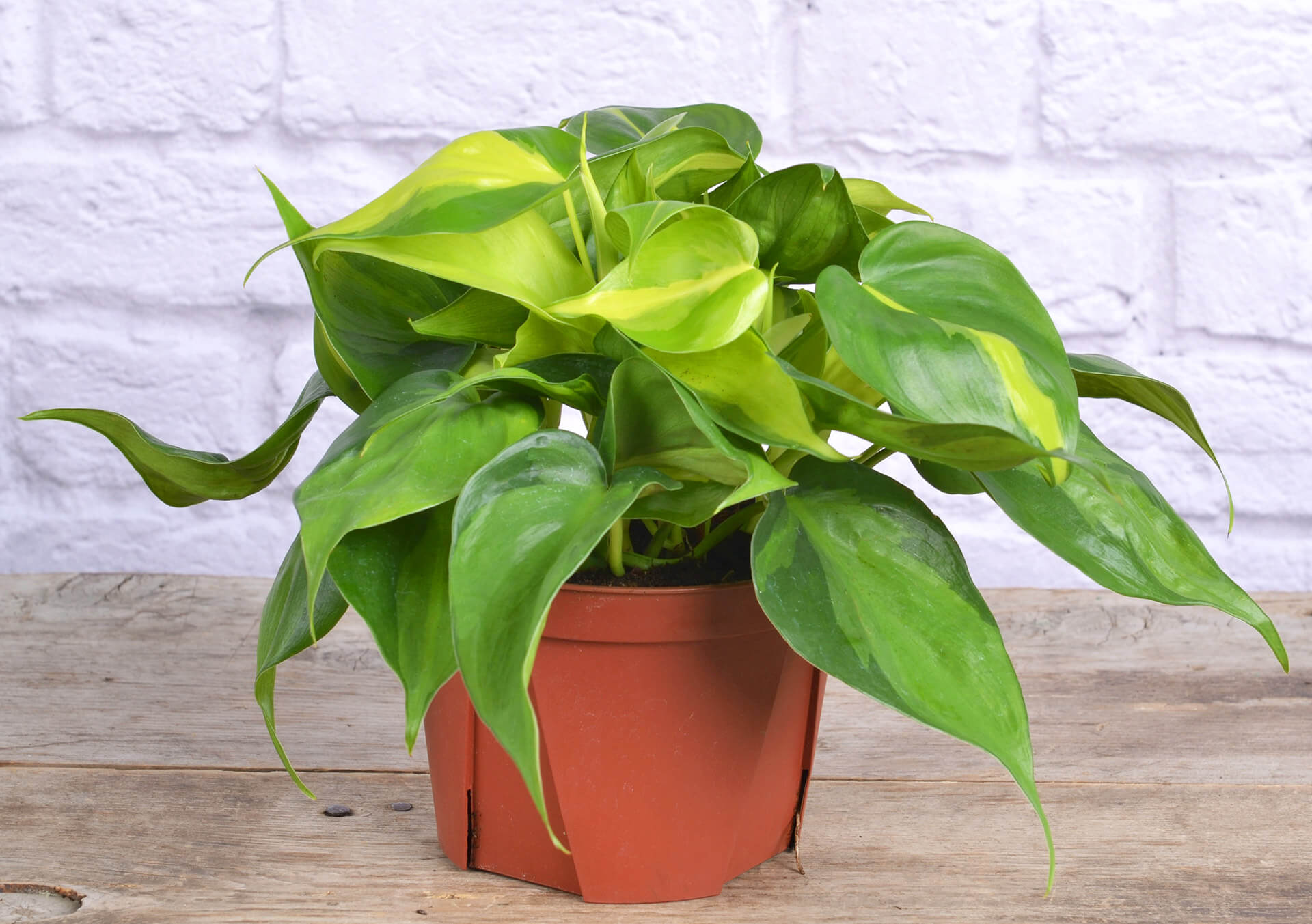 Philodendron Brasil and More Indoor Green Plants For Your Home at Bachman's