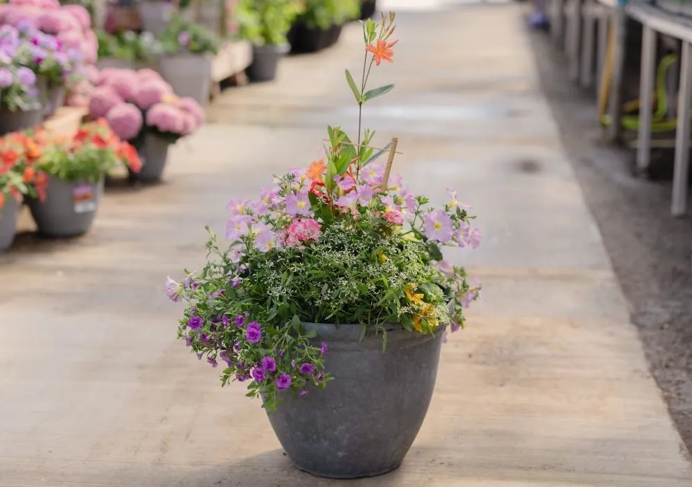 Patio Planters | Bachman's