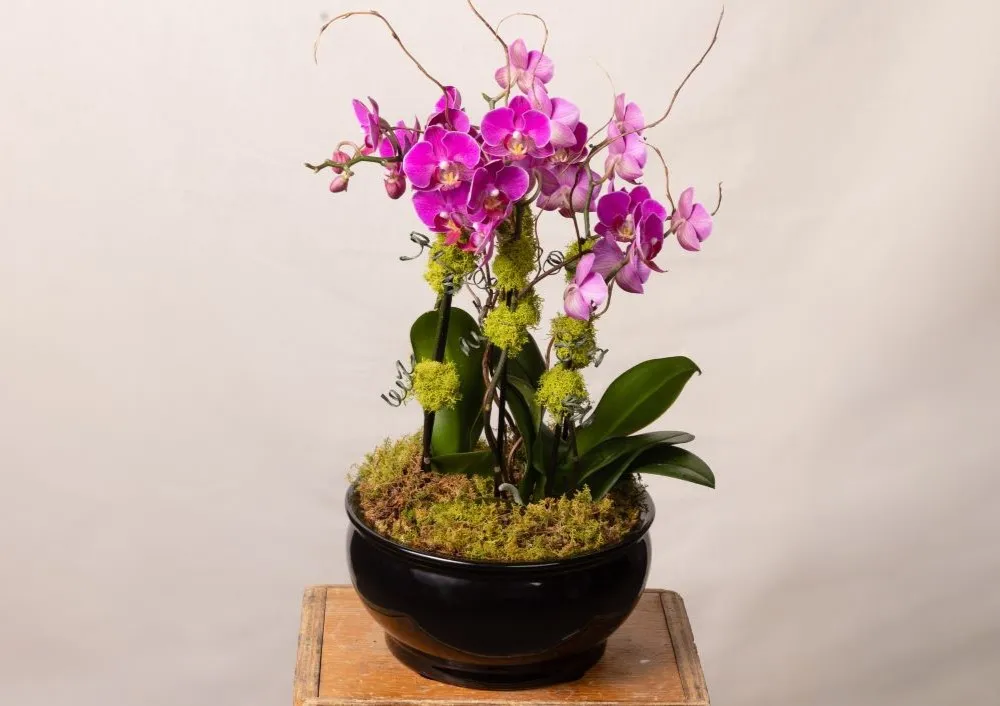 Specialty Planters & Baskets | Bachman's