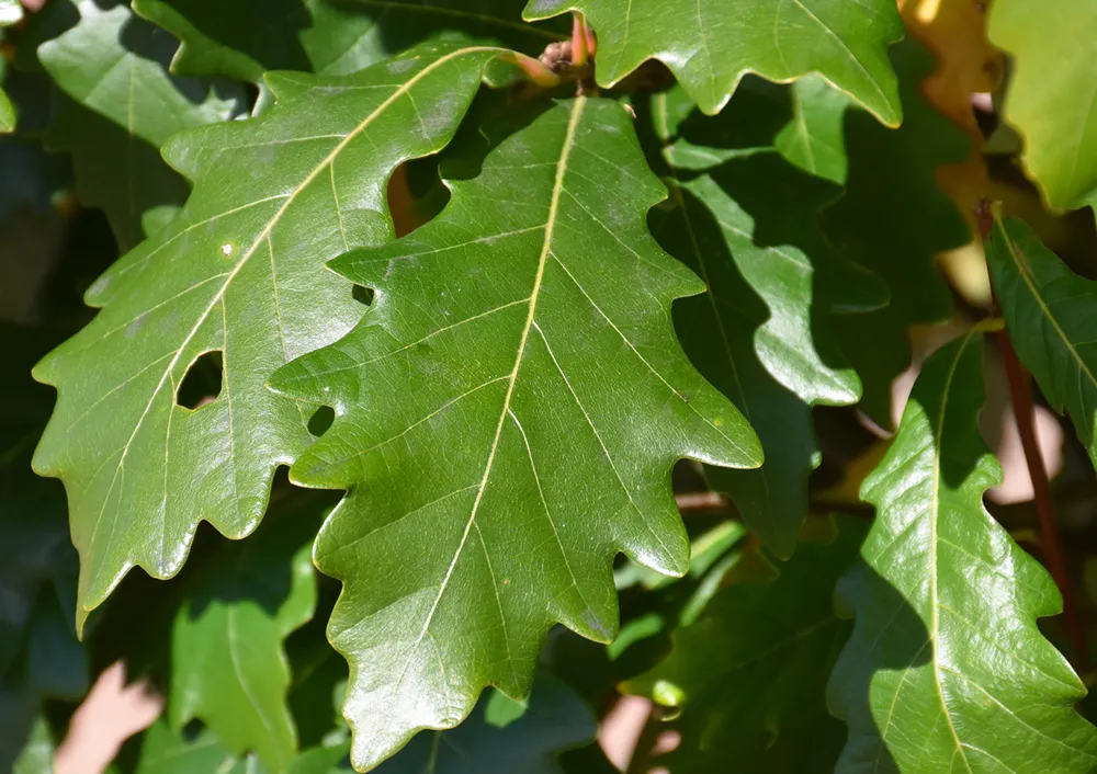 Shop Fruit & Landscape Trees For Delivery | Bachman's Minnesota