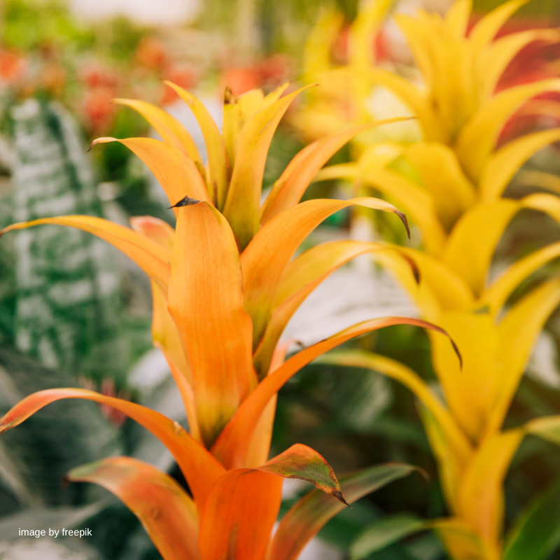Beautiful Flower Delivery in Minneapolis Bachman's Floral, Home and