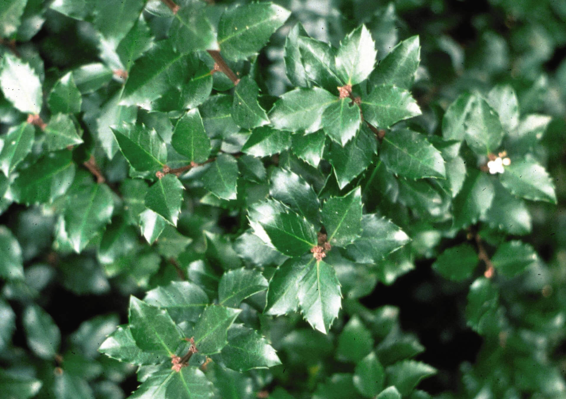 Shop Shrubs For Your Landscape | Bachman's Minneapolis