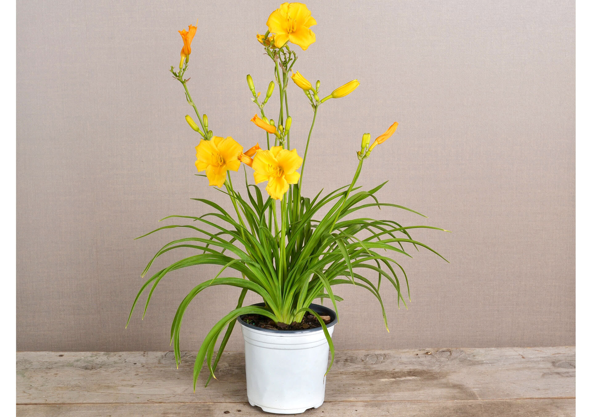 houseonthehill yellowflower ロンティ 80サイズ Hemerocallis 'Stella De Oro'