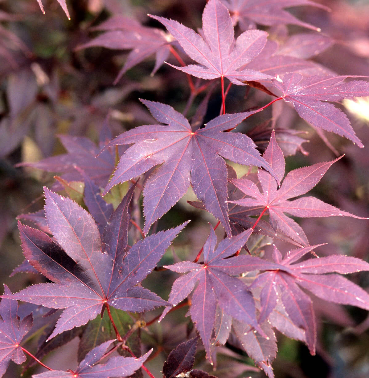 Shop Fruit & Landscape Trees For Delivery | Bachman's Minnesota