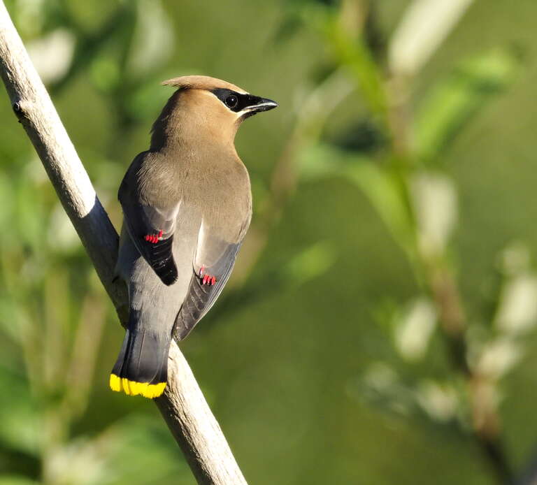 steve_-_waxwing_2_with_2x_converter.jpg