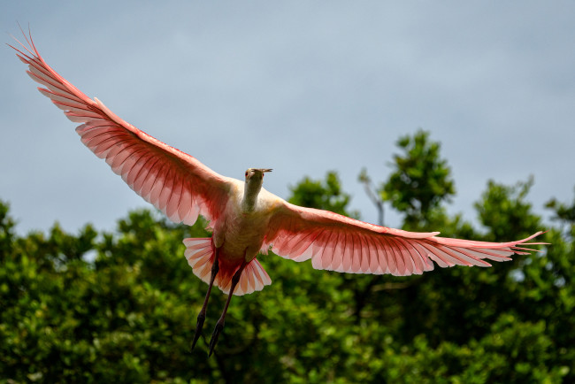 a067_ken_hubbard_small_bird2_20220623.jpg