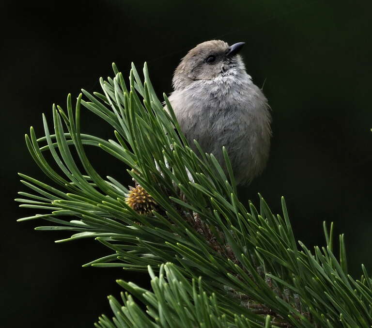 steve-_bushtit_2_with_2x_converter.jpg