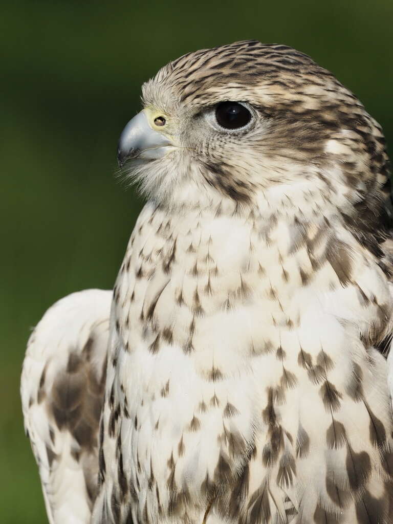 saker_falcon_2.jpg