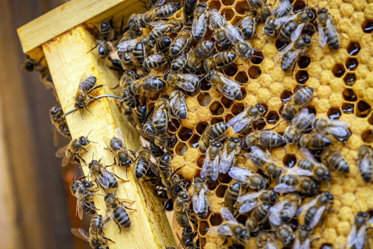 Wielki Dzień Pszczół 2023: Ty też możesz pomóc zapylaczom