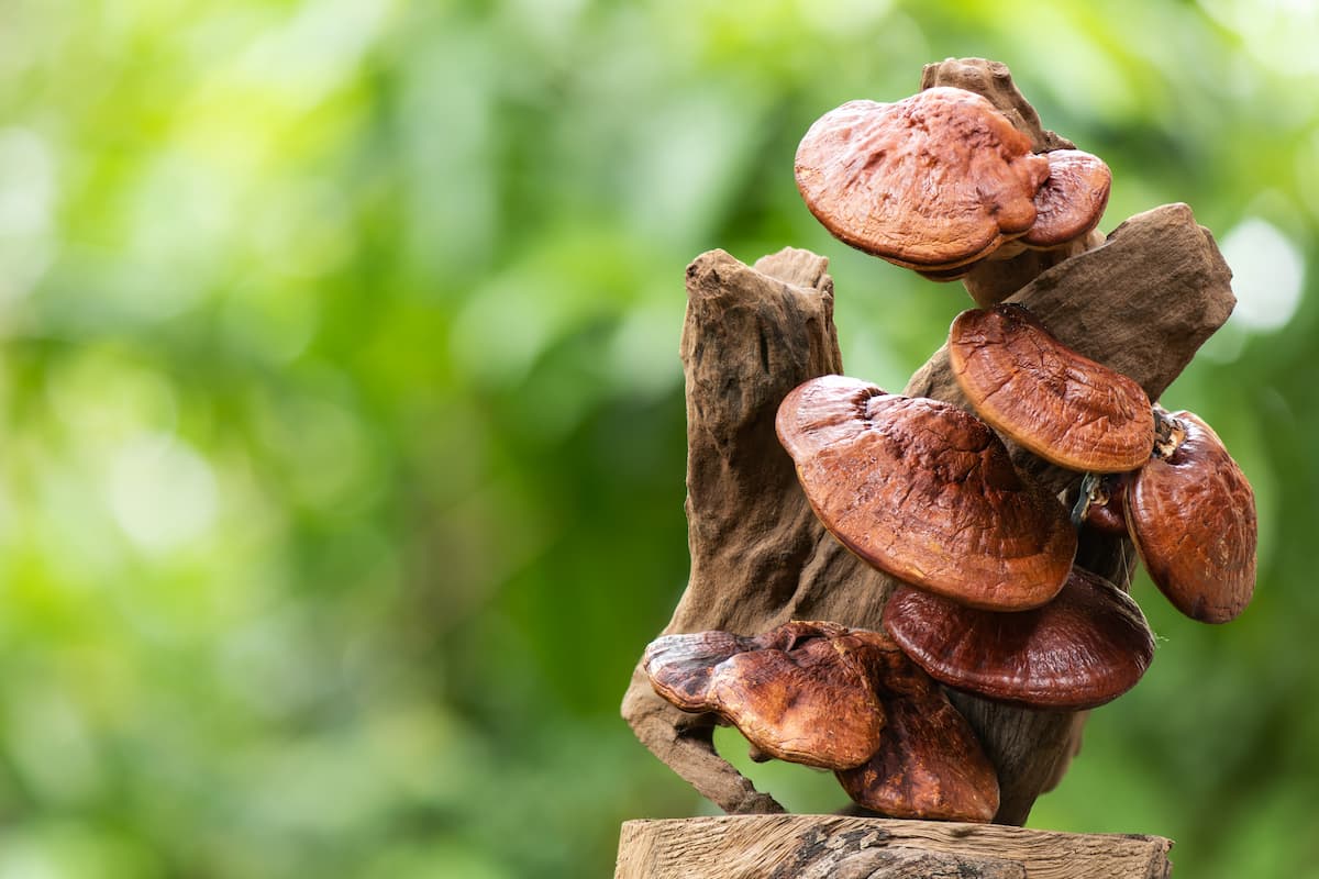 Grzyb reishi – właściwości, przeciwwskazania, jak stosować