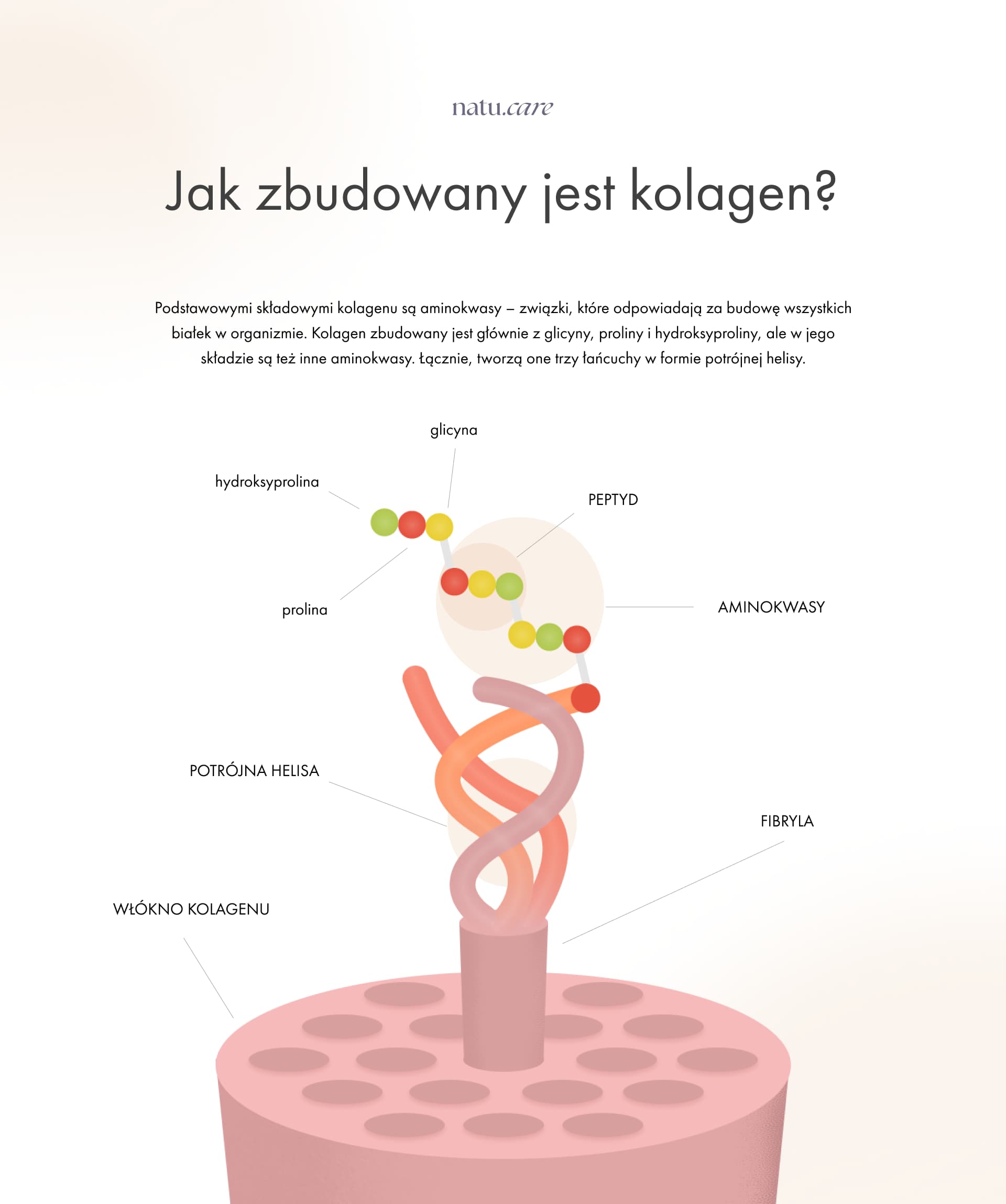 Jak zbudowany jest kolagen?