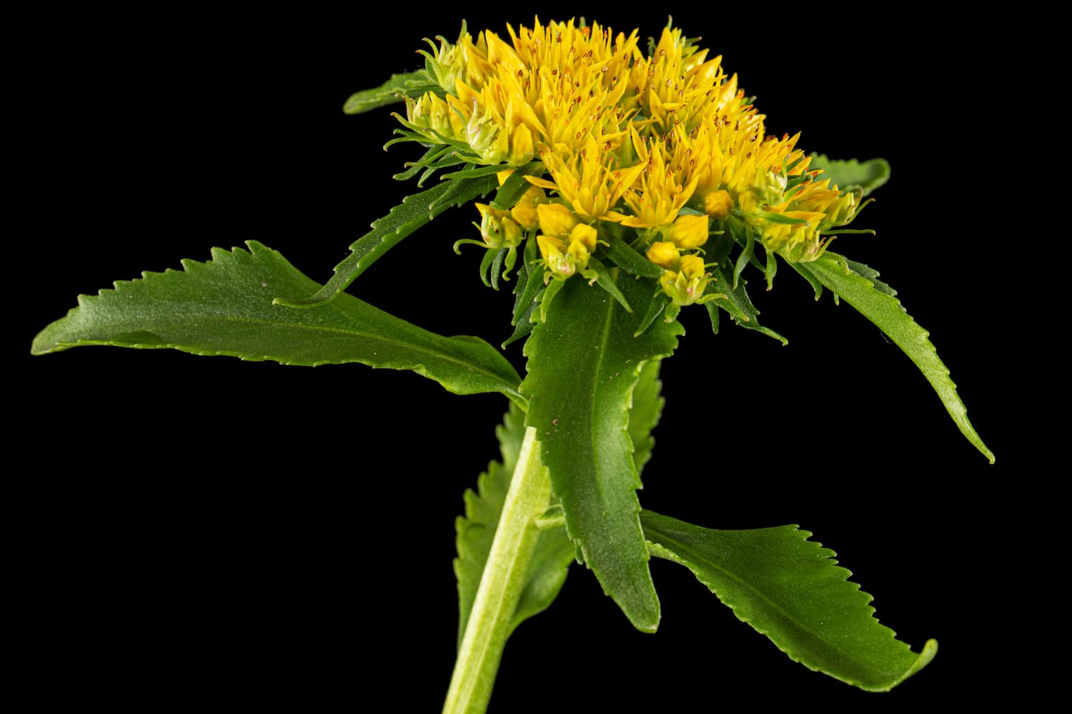 Rhodiola rosea: side effects, benefits, properties, and contraindications