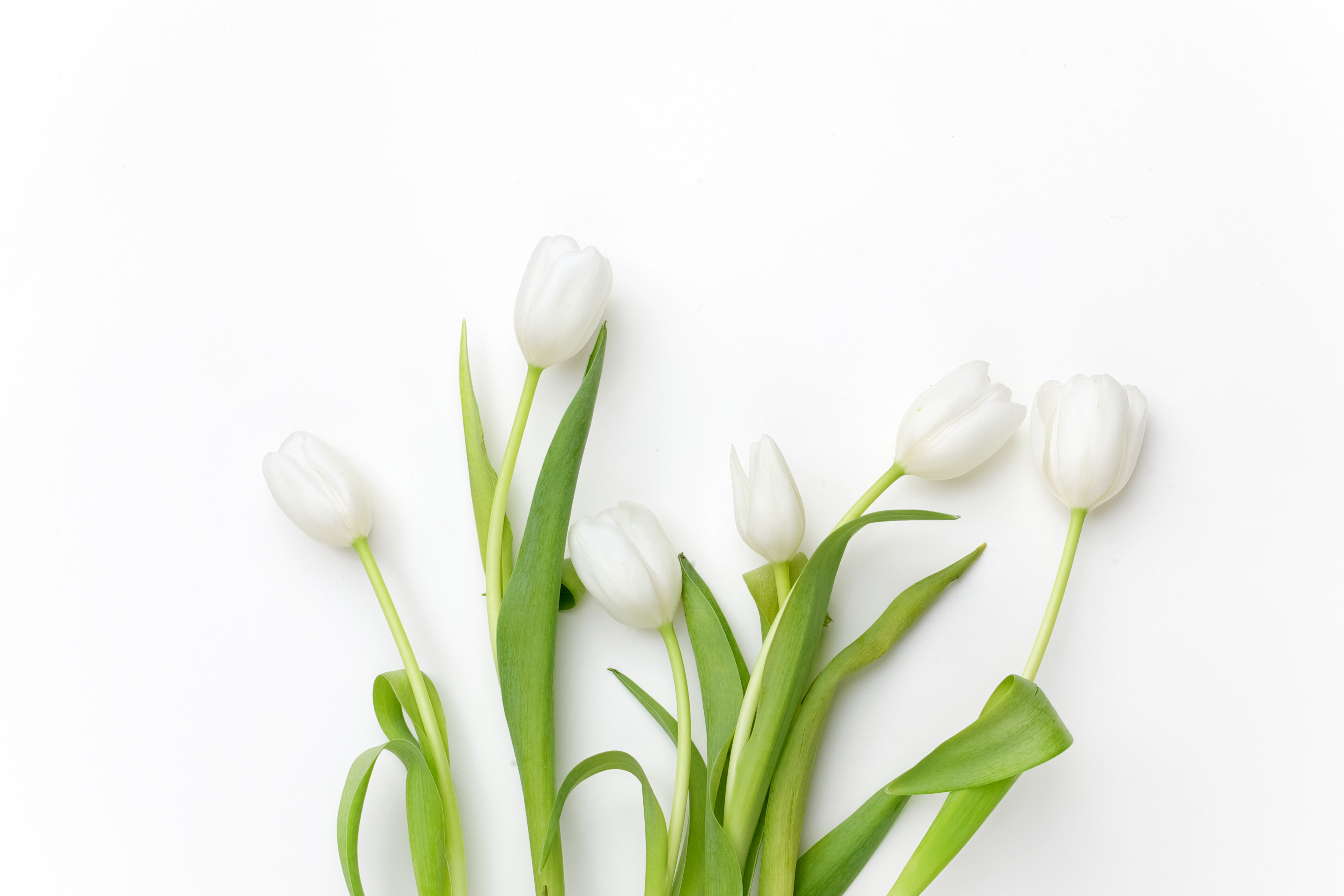 Spring | A Time for New Beginnings,