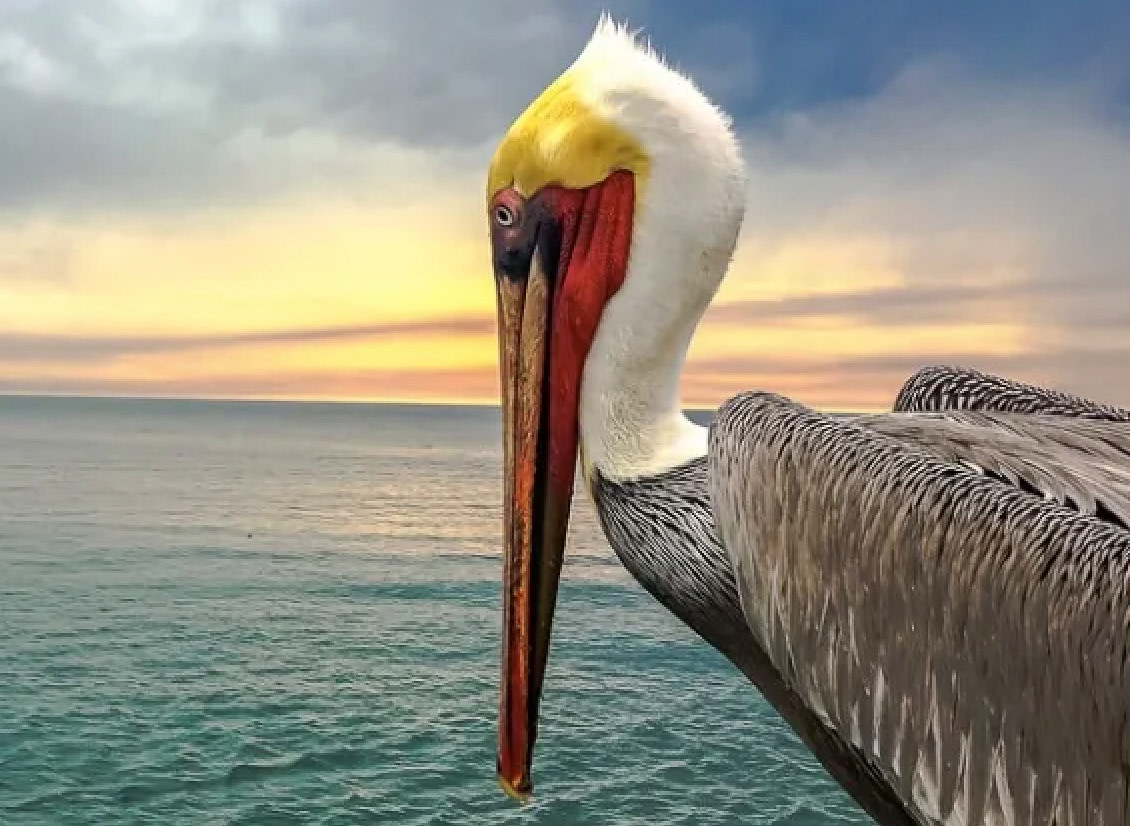 Photo of a bird against an ocean background
