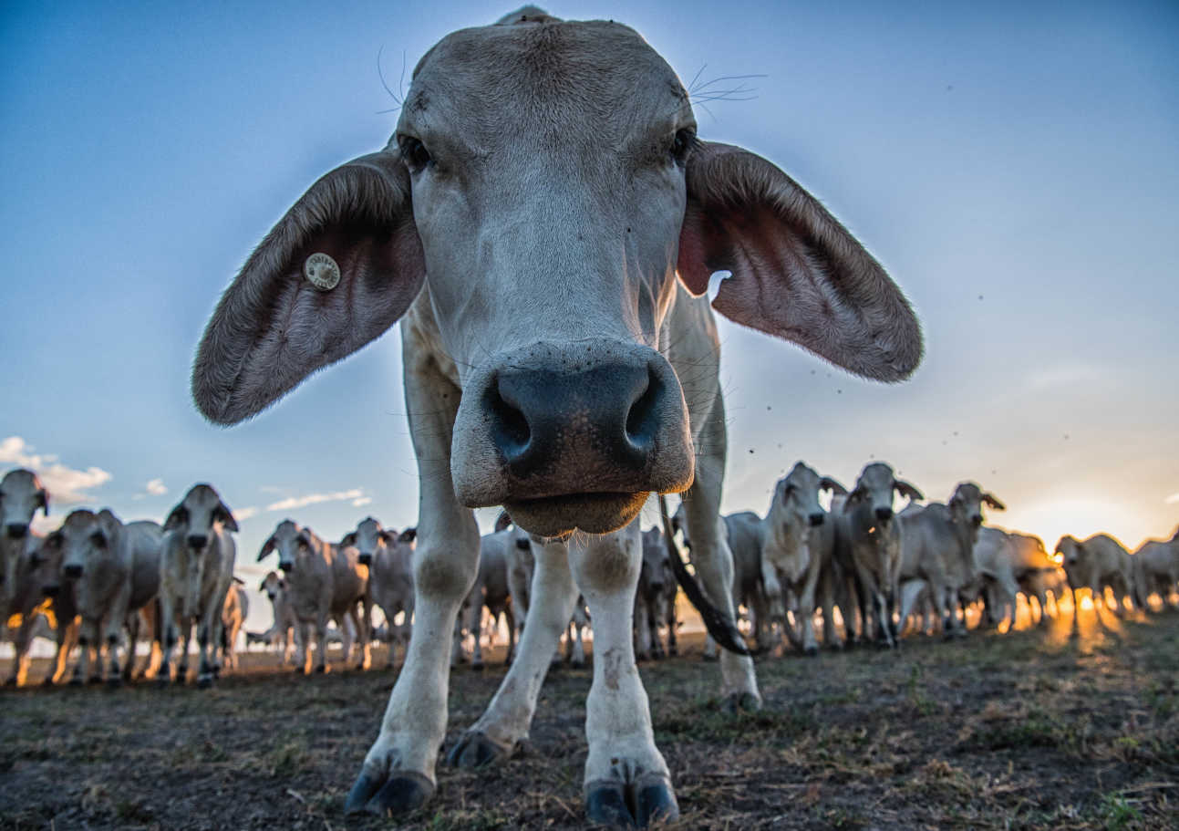 Brahman cattle ALMABIN