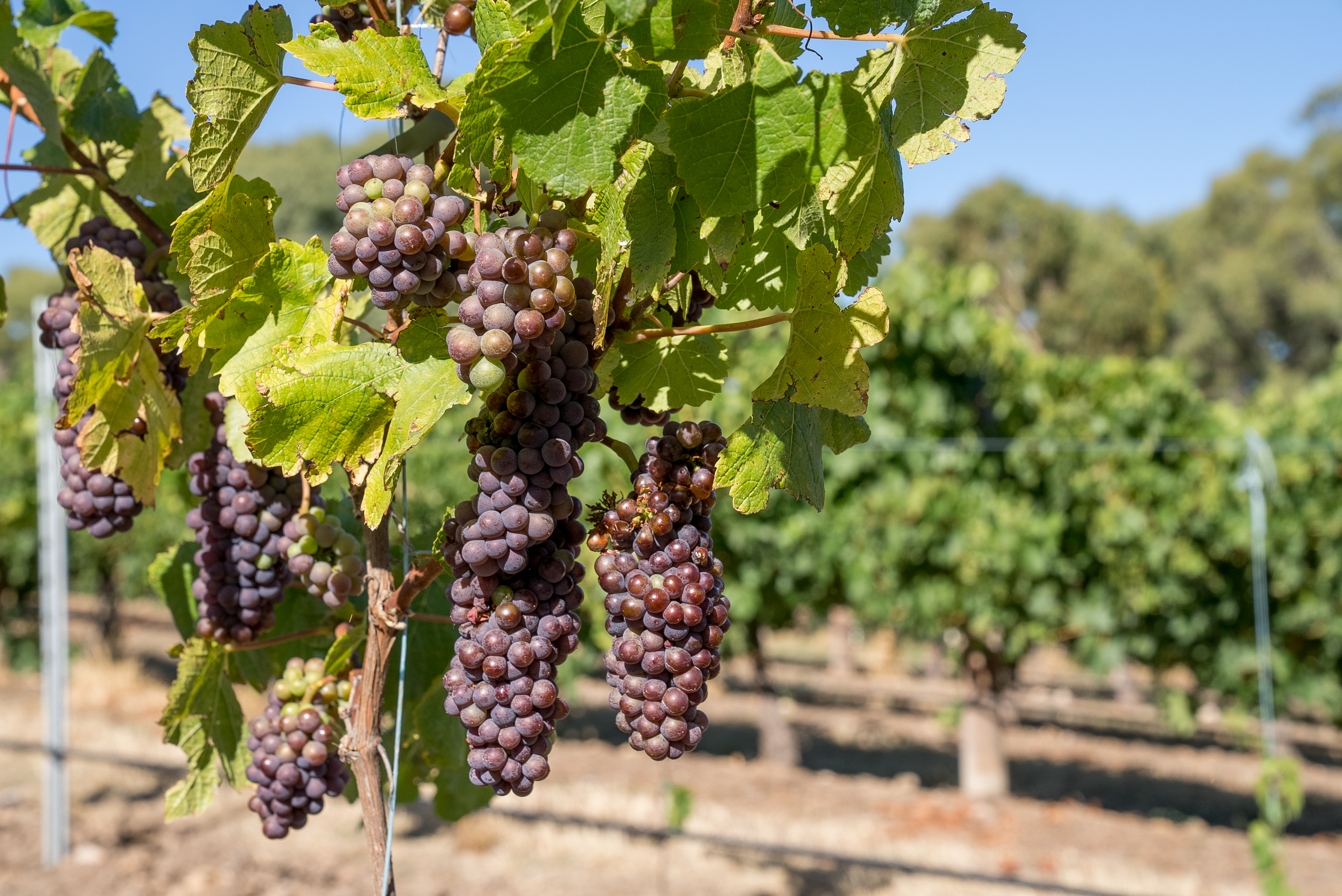 ALMABIN 1677205542 74