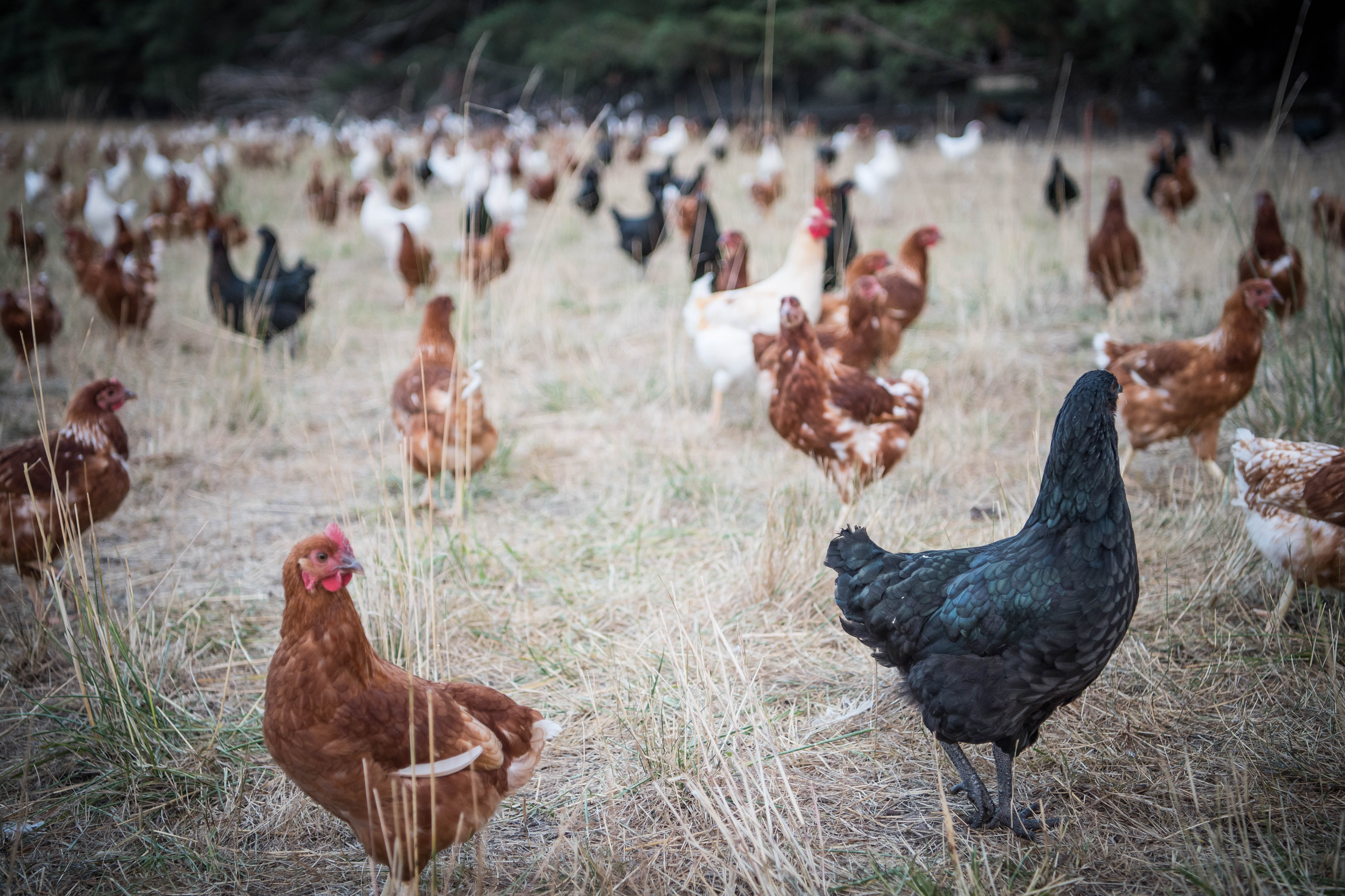 ALMABIN 1514917340 2