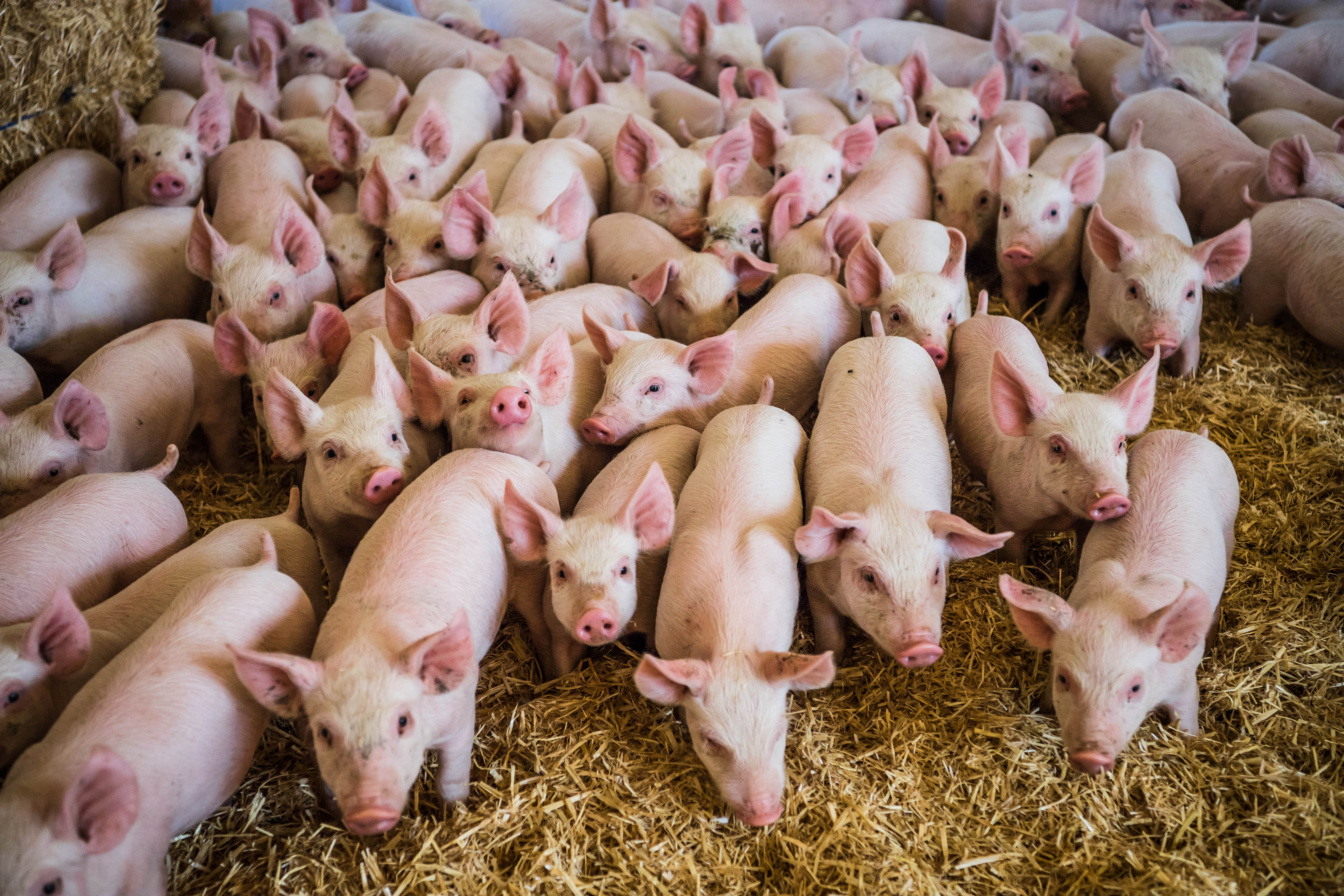 ALMABIN 1511421788 6