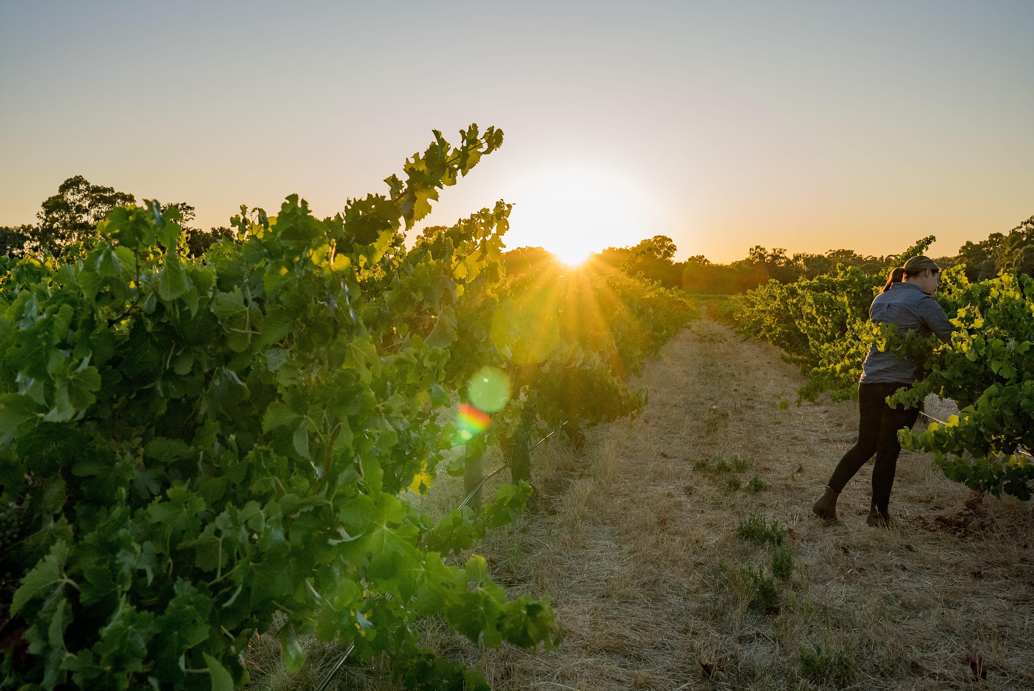 ALMABIN 1677204618 93