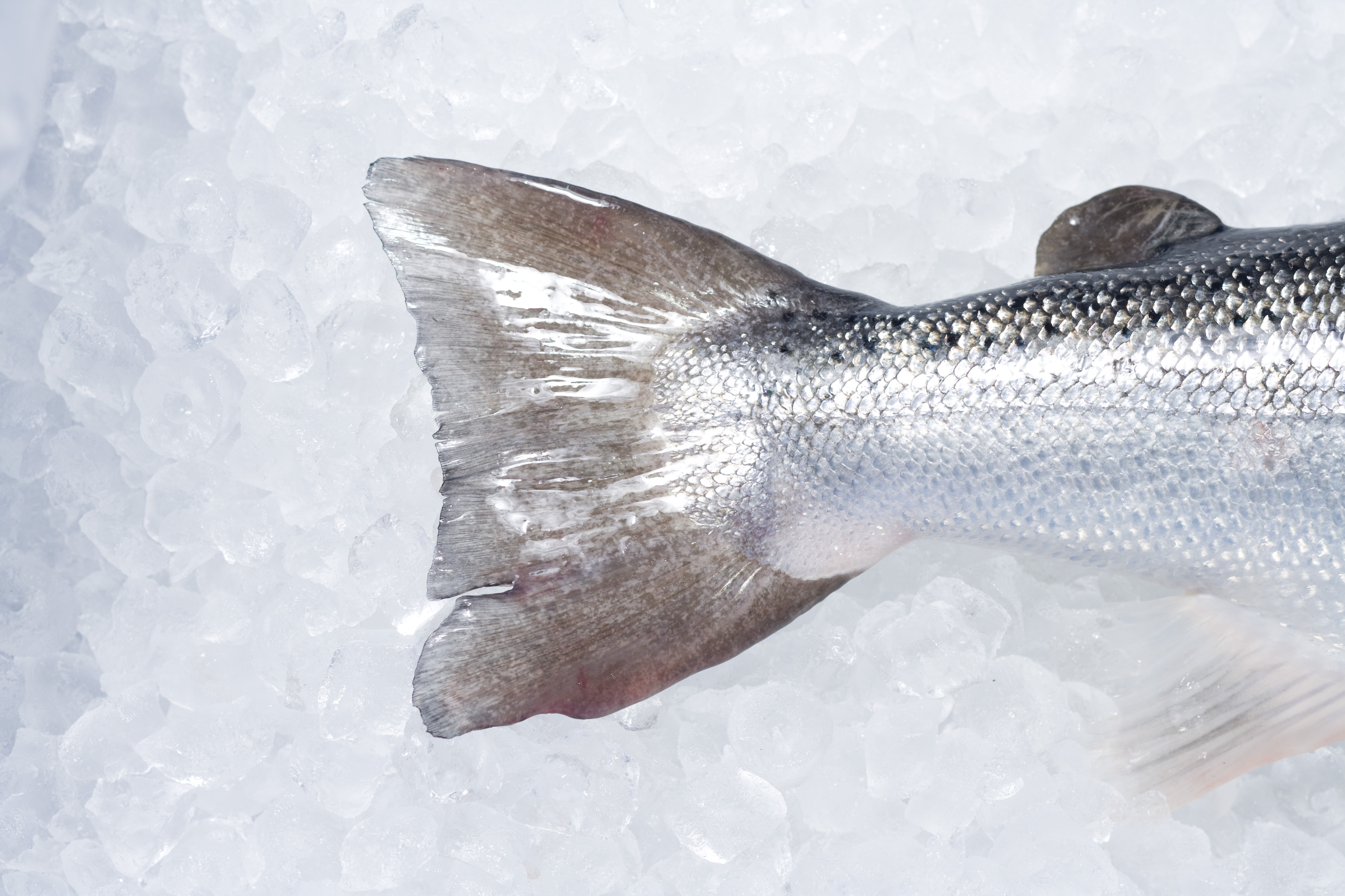 ALMABIN 1175075738 4