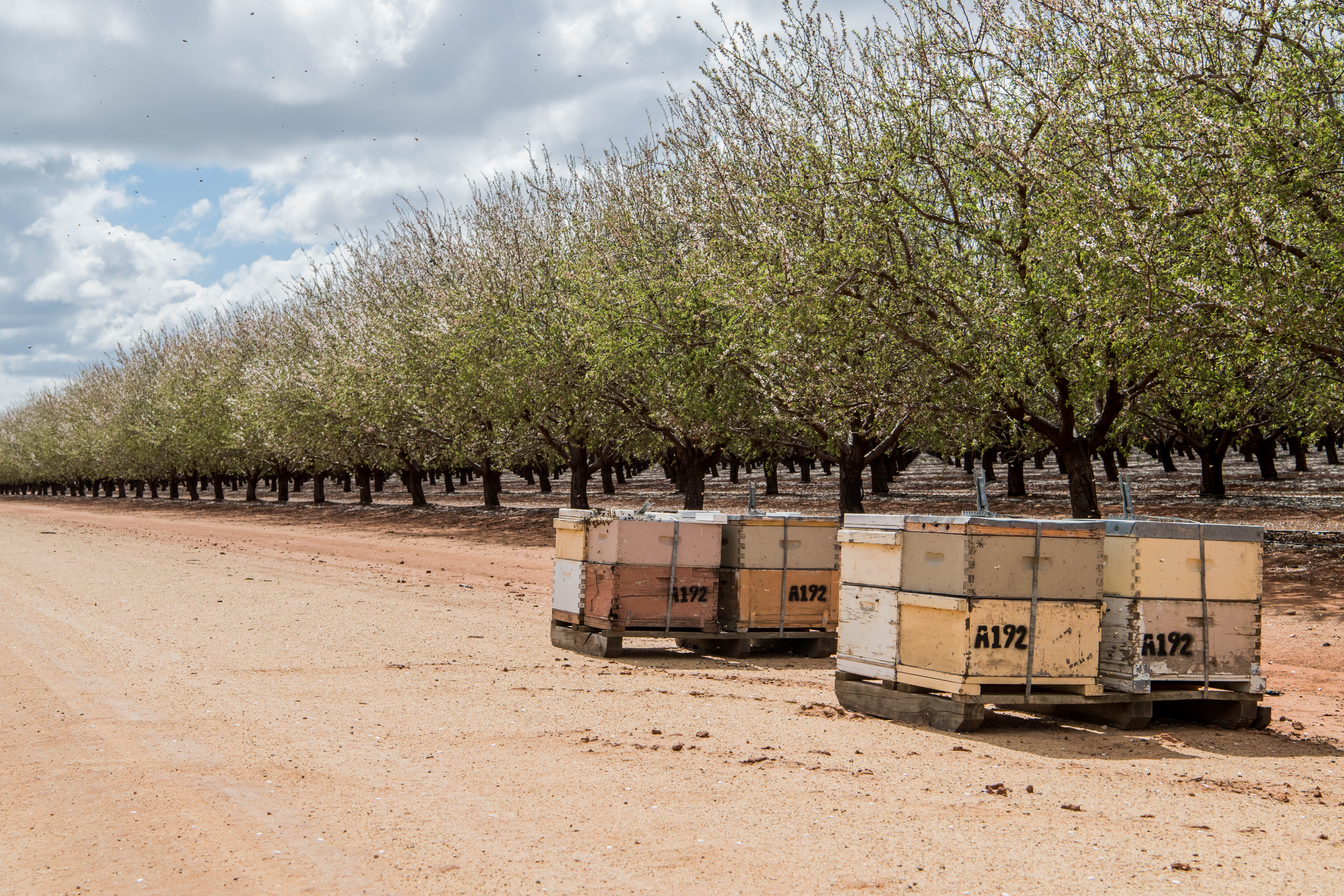 ALMABIN 1504747460 1