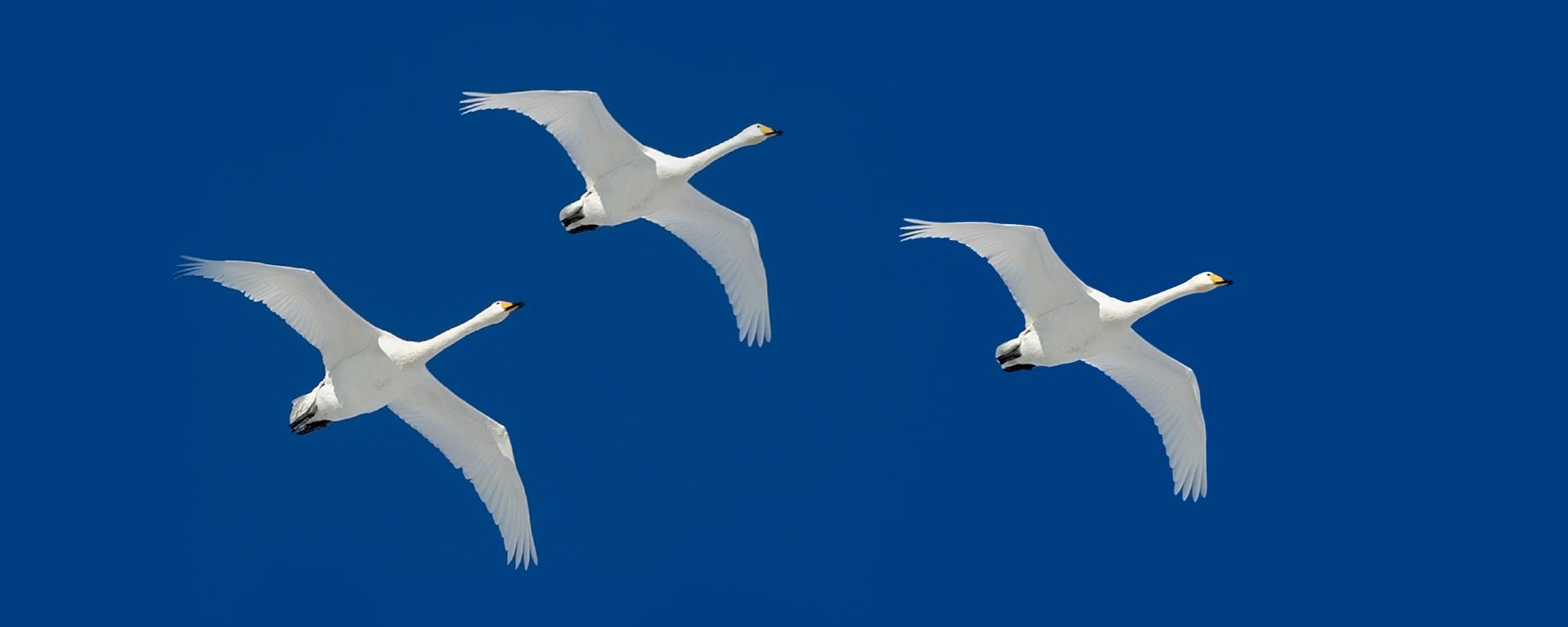 XS3393848604 - suomikori