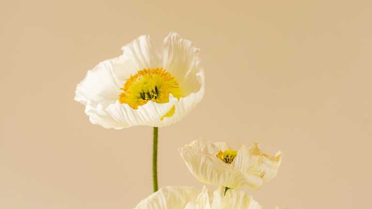 Miksi korkosijoittaminen kannattaa nyt?