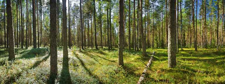 Reaaliomaisuus metsä
