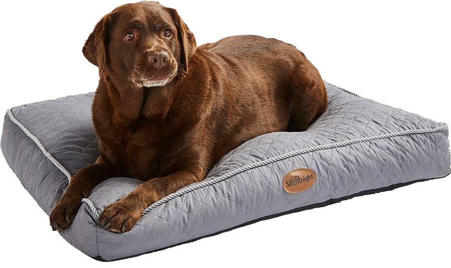 Dog on an ultrabounce pet bed