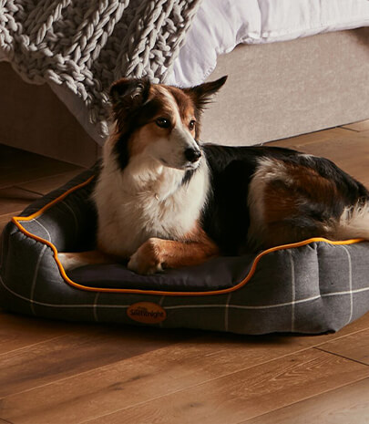 Which pet bed is best for my dog?