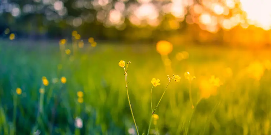 Spring and summer flowers can cause hayfever - how to sleep with hayfever