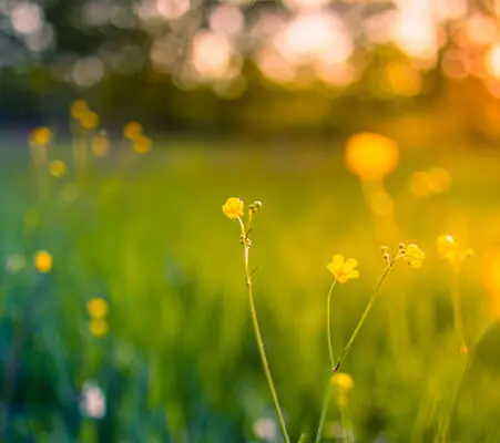 Spring and summer flowers can cause hayfever - how to sleep with hayfever