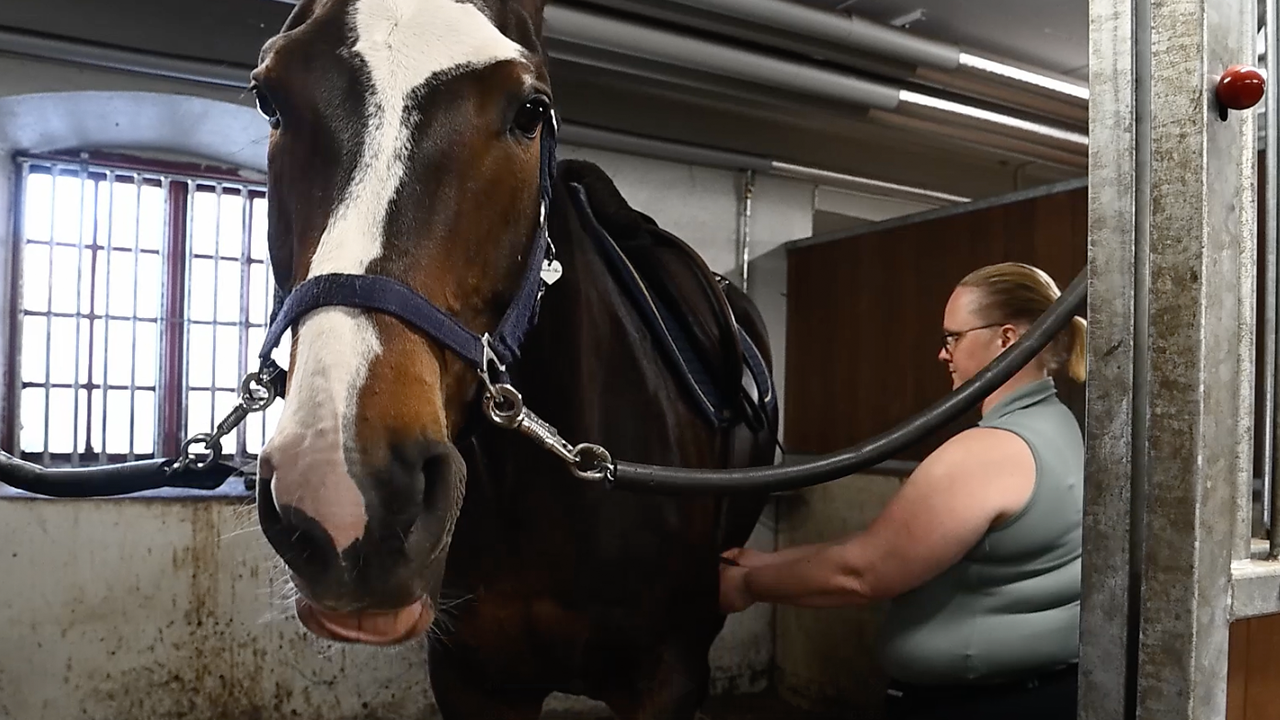 En kvinna står i en stallbox inne i stallet. Hon spänner sadeln på en stor, brun häst.